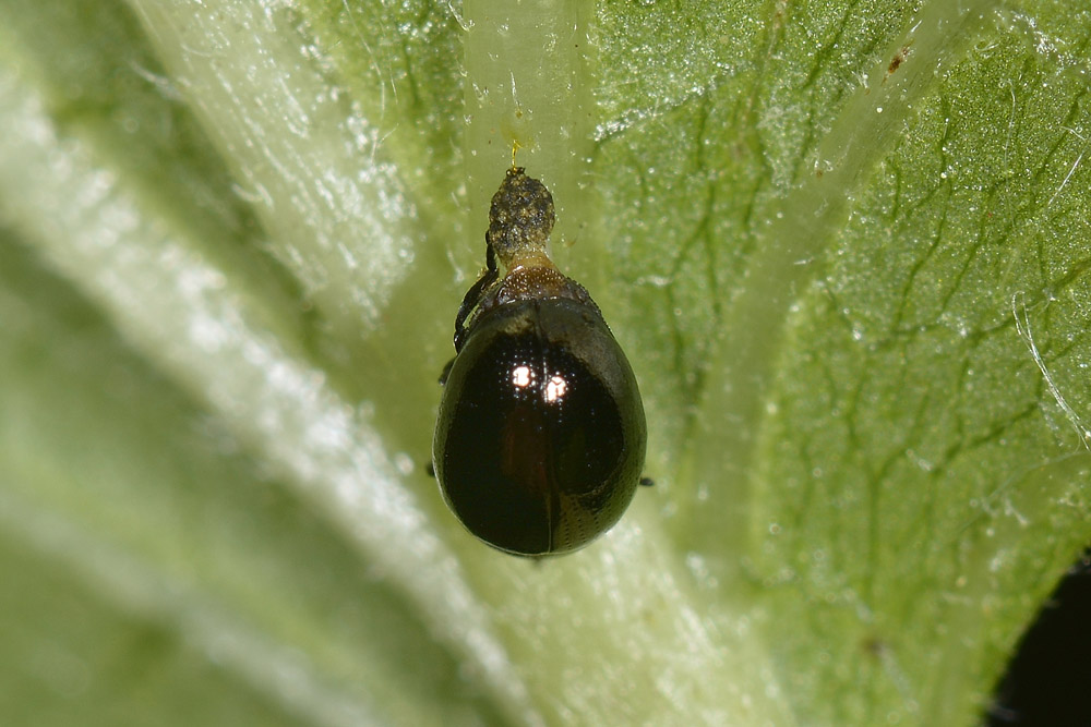 Oomorphus concolor, Chrysomelidae. 